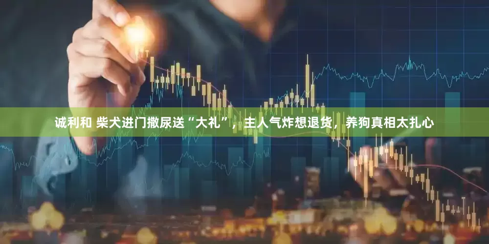 诚利和 柴犬进门撒尿送“大礼”，主人气炸想退货，养狗真相太扎心